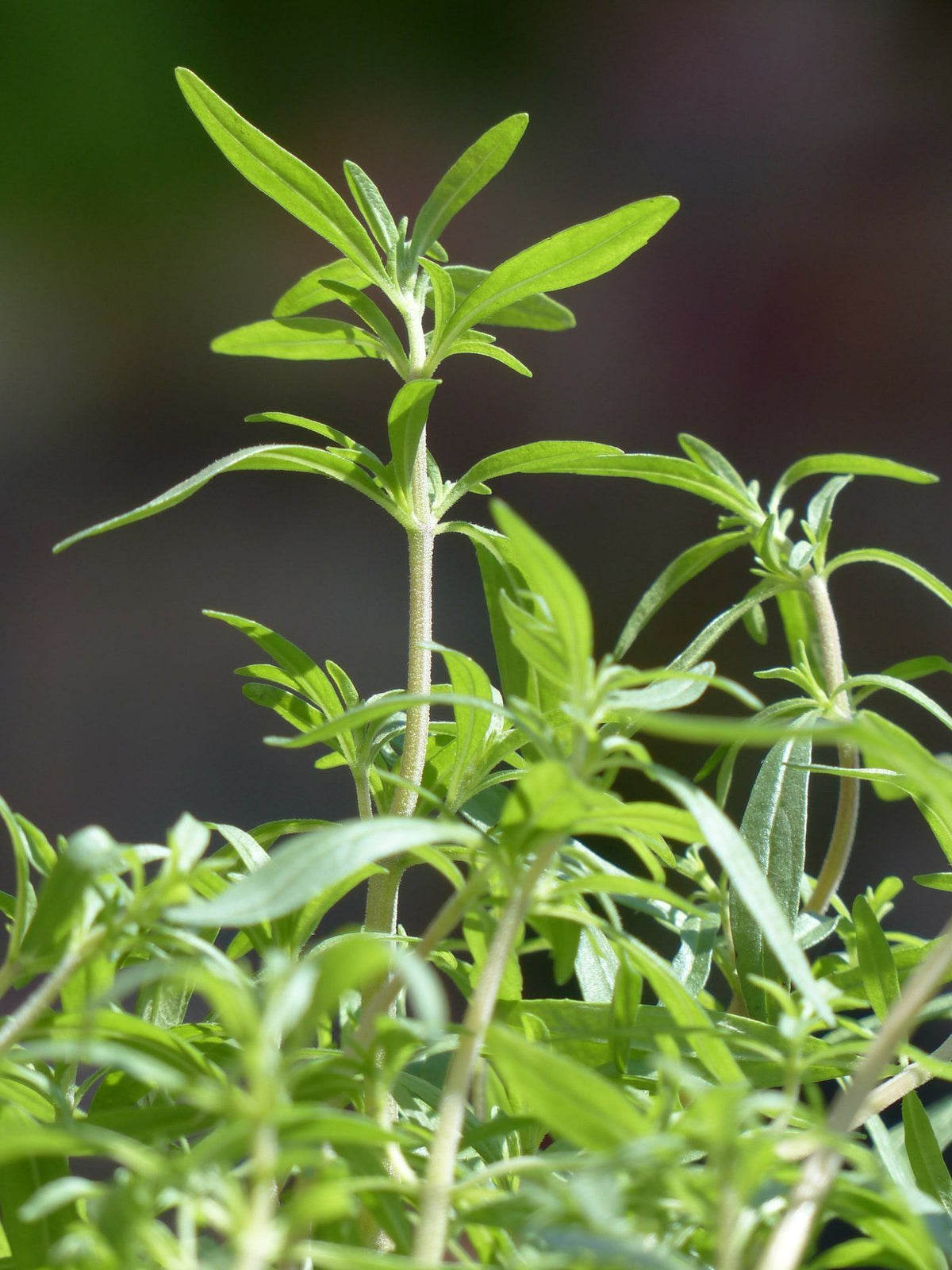 Green Savory Herb Seeds for Planting – Heirloom, Non-GMO, Organic Garden Seeds with High Germination