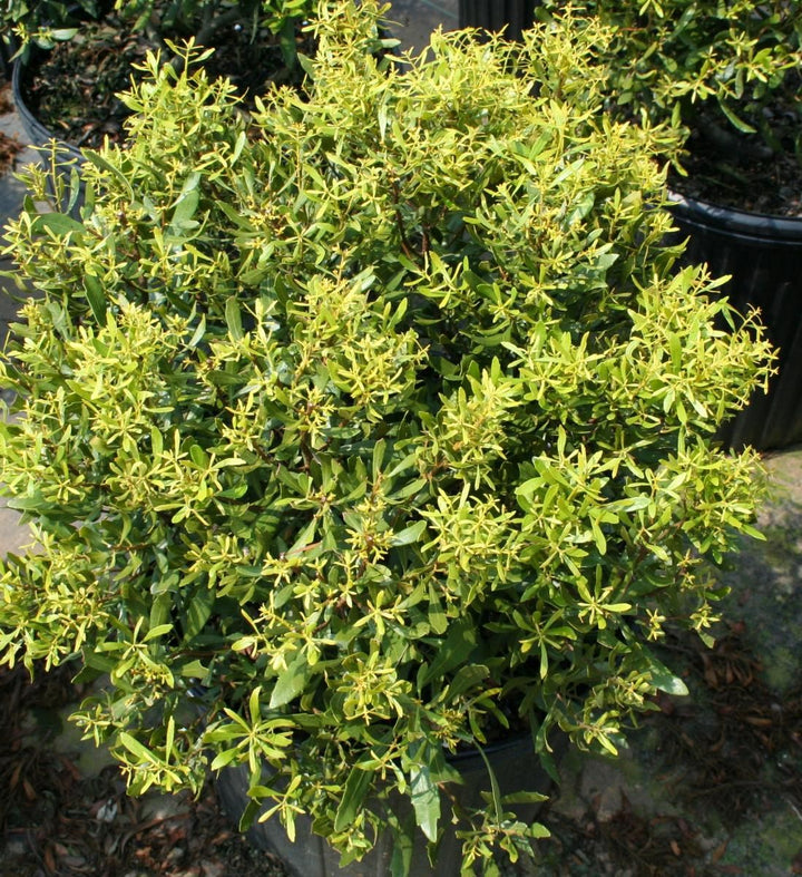 Green Wax Myrtle Herb Seeds for Planting – Heirloom, Non-GMO Essential Seeds for Thriving Gardens