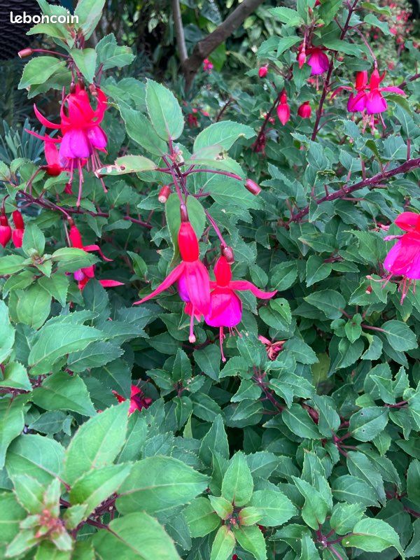 Dark Pink Fuchsia Flower Seeds for Planting – Heirloom, Non-GMO, High Germination Organic Garden Seeds