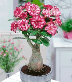 Wüstenrose Flower Seeds for Planting – Heirloom Non-GMO, High Germination Organic Garden Seeds