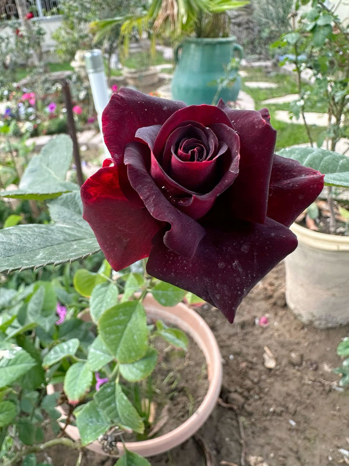 Dark Red Rose Flower Seeds for Planting - Heirloom, Non-GMO, Hardy Variety for Home Garden