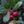 Bearberry fruit seeds for planting - Heirloom & Non-GMO Garden seeds