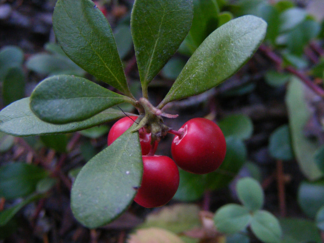 Bearberry fruit seeds for planting - Heirloom & Non-GMO Garden seeds
