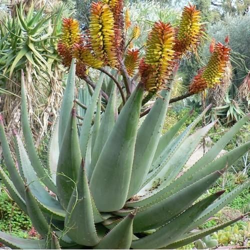 Aloe Marlothii Herb Seeds – Heirloom, Non-GMO Seeds Best for Container Garden Planting