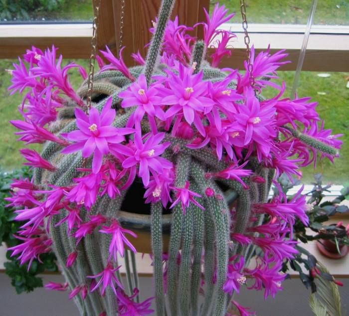 Aporocactus Flower Seeds for Planting – Heirloom Non-GMO, High Germination Organic Garden Seeds