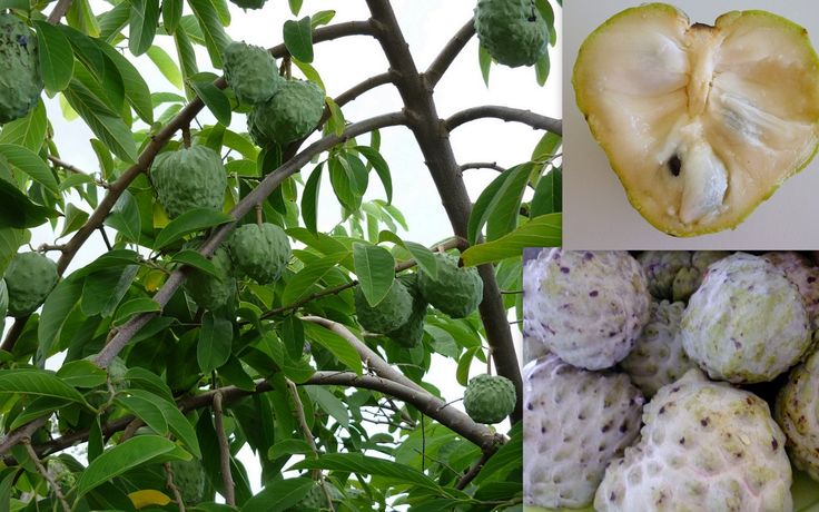 Annona Reticulata Fruit Seeds for Planting – Heirloom, Non-GMO Creamy Tropical Garden Fruit Seeds