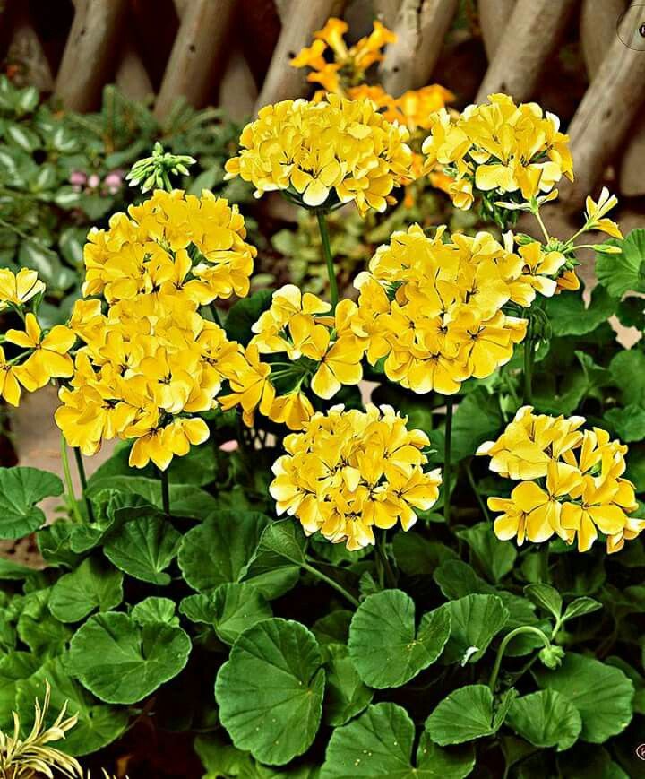 Yellow Geranium Flower Seeds for Planting – Heirloom Non-GMO High Germination Organic Garden Seeds