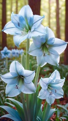 Sky Blue Amaryllis Flower Seeds for Planting – Heirloom, Non-GMO, High Germination Organic Garden Seeds
