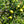 Argania Spinosa Fruit Seeds for Planting – Heirloom, Non-GMO, Nutritious Aromatic Harvest Seeds