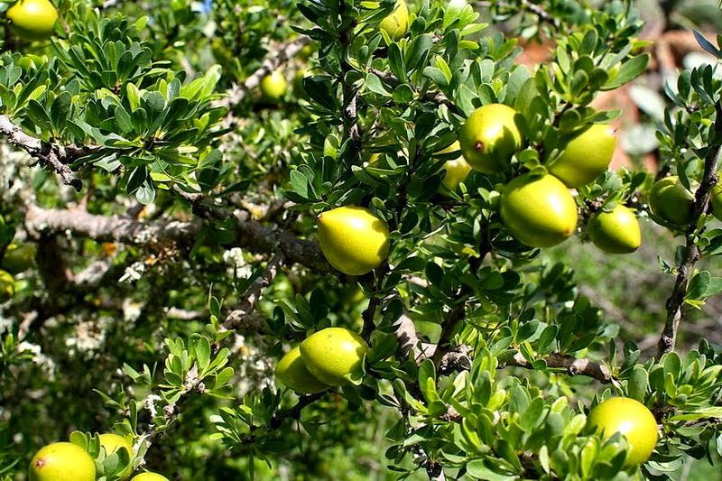Argania Spinosa Fruit Seeds for Planting – Heirloom, Non-GMO, Nutritious Aromatic Harvest Seeds