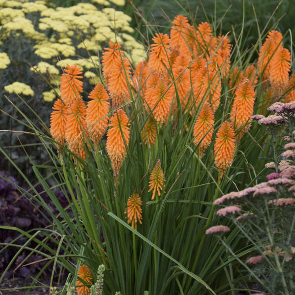 Orange Perennial Flower Seeds for Planting – Bright Blooms, Heirloom, Non-GMO & High Germination Organic Garden Seeds