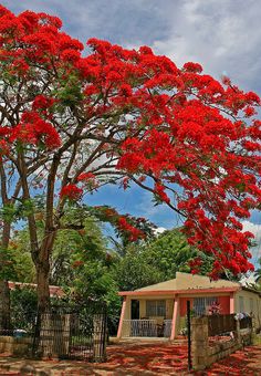 Red Jacaranda Flower Seeds for Planting – Heirloom, Non-GMO, High Germination Organic Garden Seeds