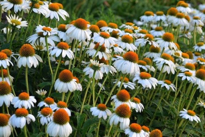 White Echinacea Flower Seeds for Planting – Vibrant Colors, Heirloom, Non-GMO, Home Garden