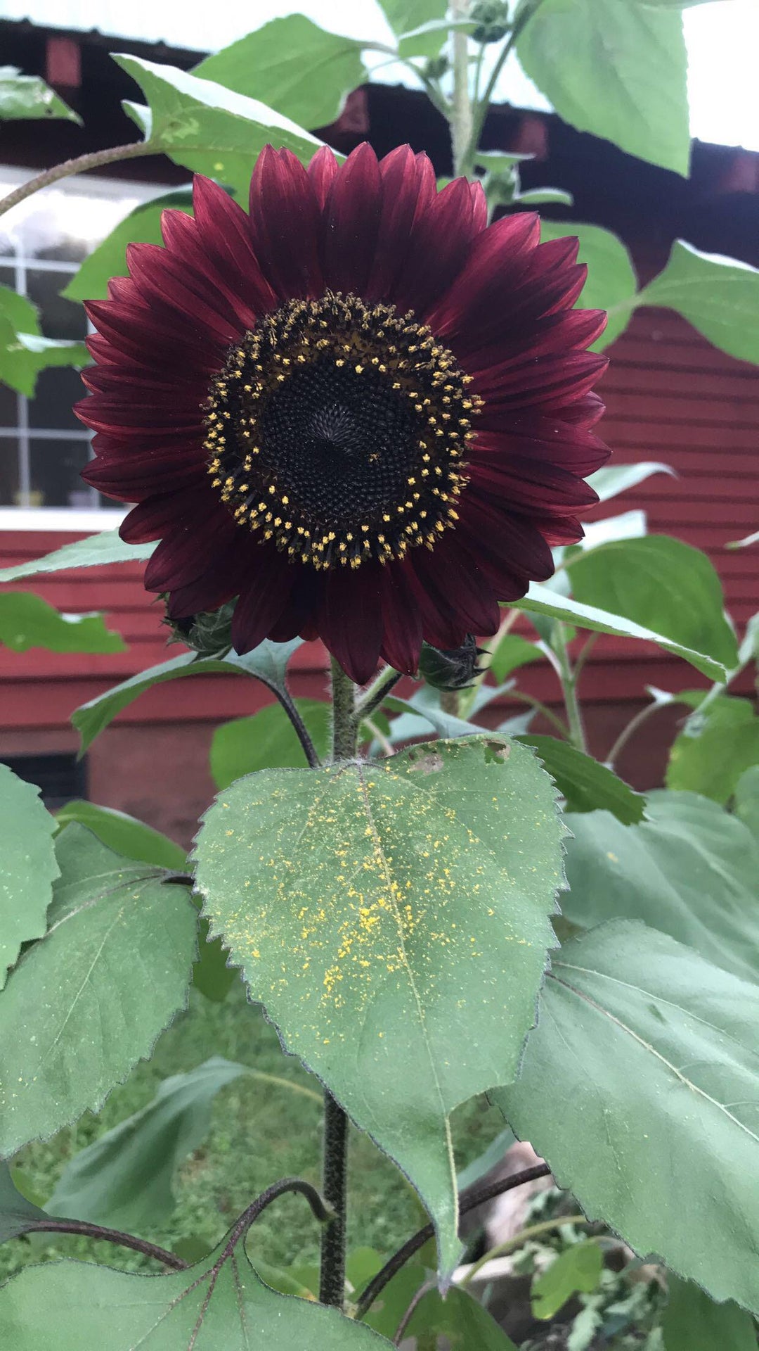 Maroon SunFlower Seeds for Planting – Heirloom Non-GMO, High Germination Organic Garden Seeds