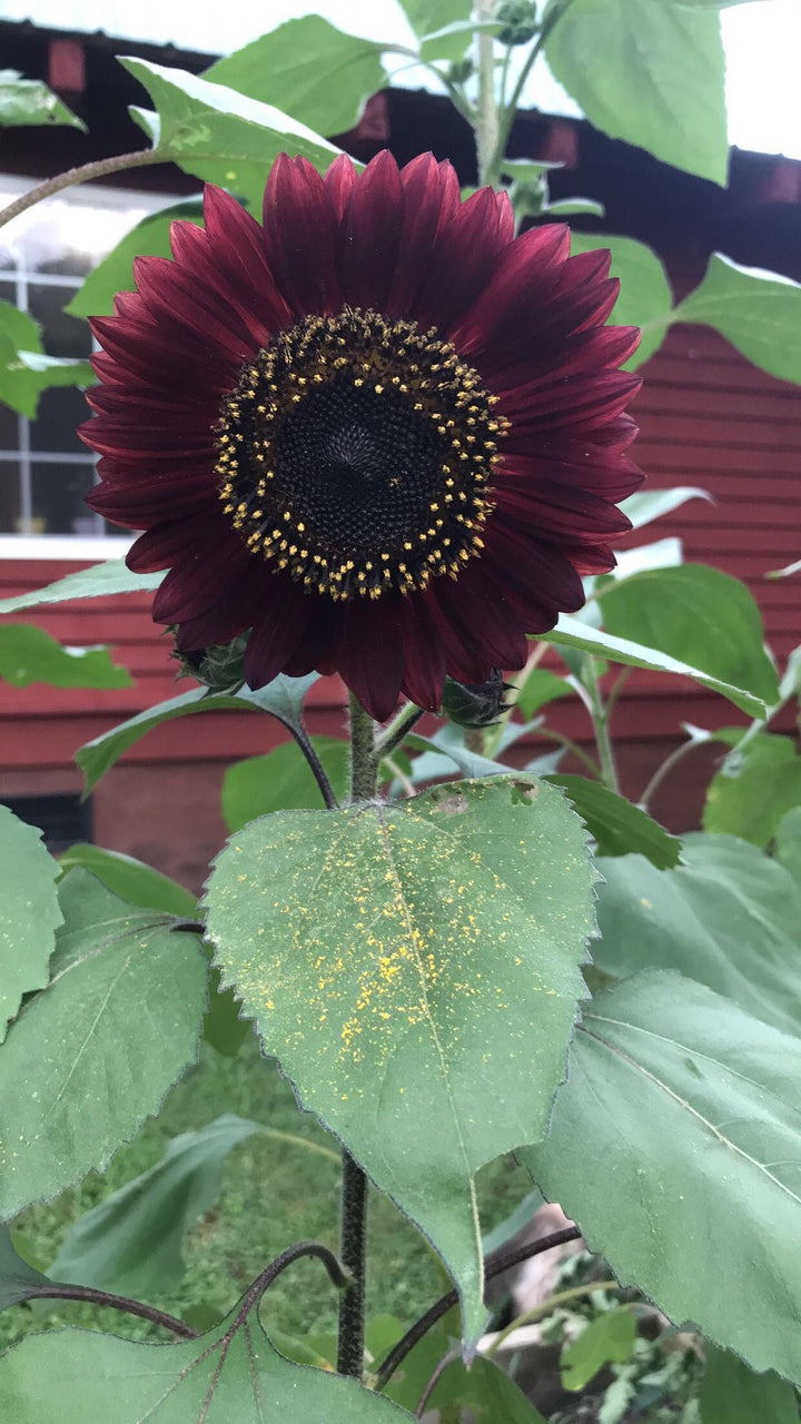 Maroon SunFlower Seeds for Planting – Heirloom Non-GMO, High Germination Organic Garden Seeds