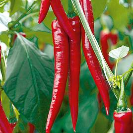 Spicy Hot Pepper Seeds – Heirloom Non-GMO Bold Chili Vegetable Garden Seeds for Planting
