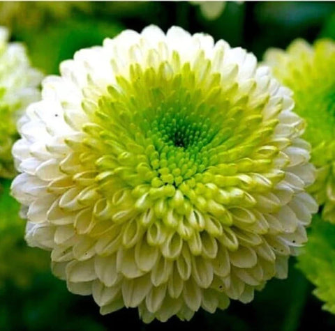 Flower Seeds, Seeds,Seeds For Planting,Plant Seeds