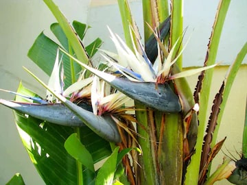 Cream Strelitzia Reginae Seeds Flower Seeds for Planting – Low Maintenance, Heirloom, Non-GMO Home Garden