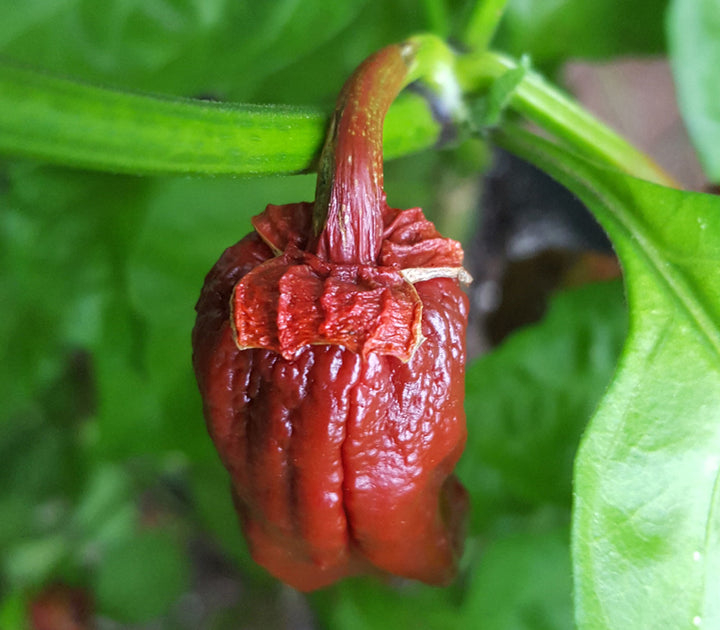 Chocolate Bubblegum Pepper Seeds for Planting – Heirloom Non-GMO Unique Spicy Vegetable Seeds with High Germination
