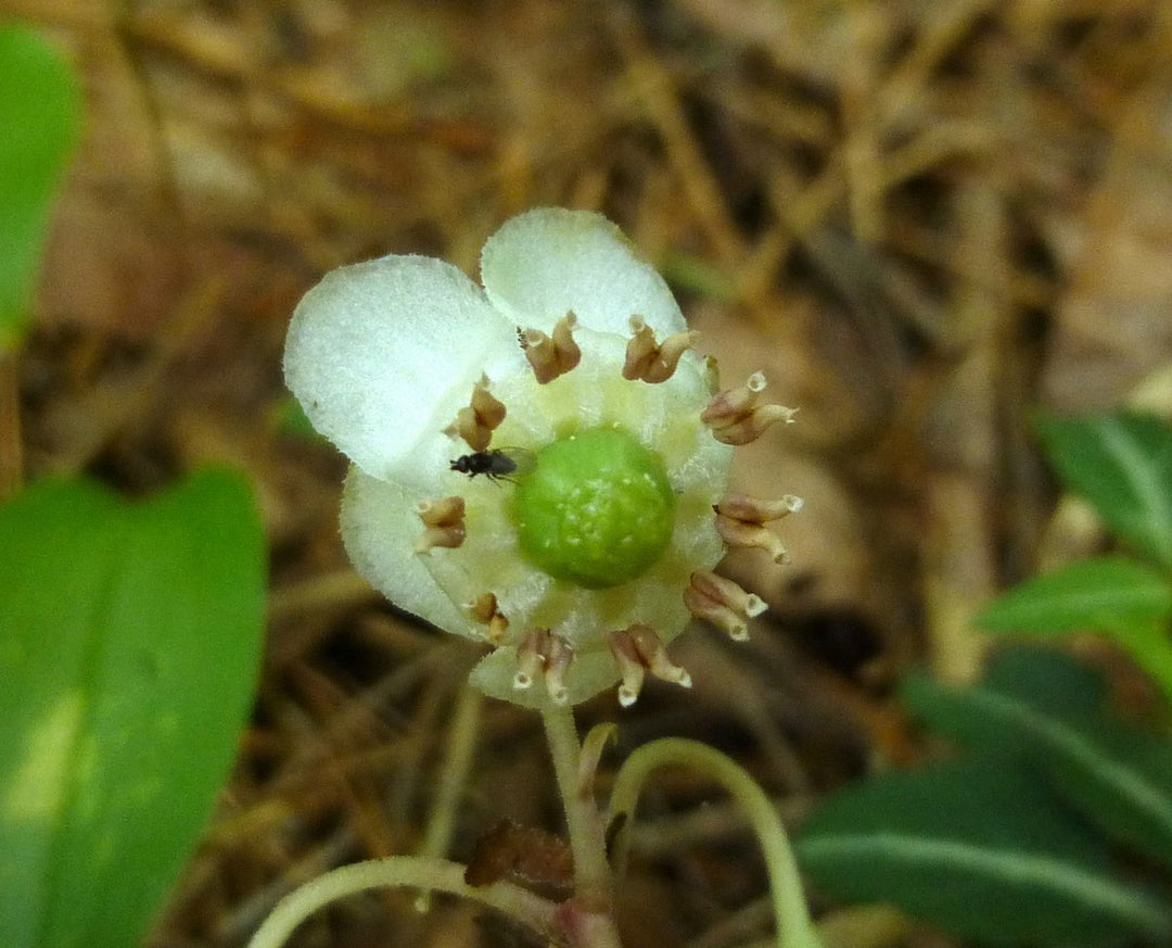 Wintergreen Flower Seeds for Planting | Heirloom Non-GMO High Germination Organic Garden Seeds