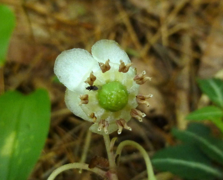 Wintergreen Flower Seeds for Planting | Heirloom Non-GMO High Germination Organic Garden Seeds