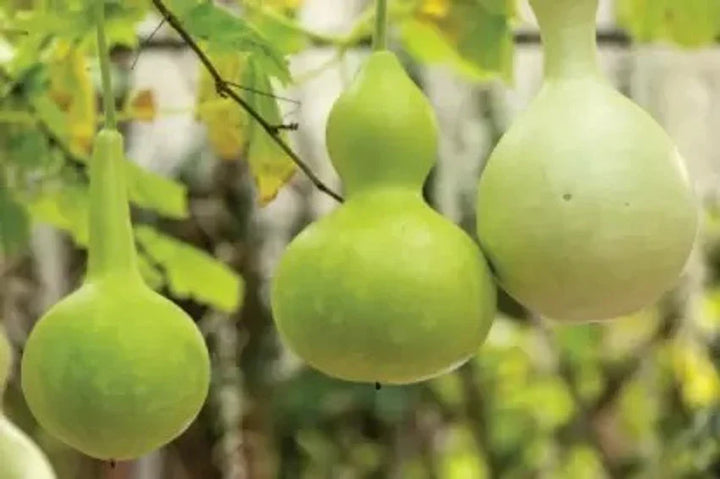 Vegetable Seeds,Garden seeds, Seeds For Planting,Plant Seeds