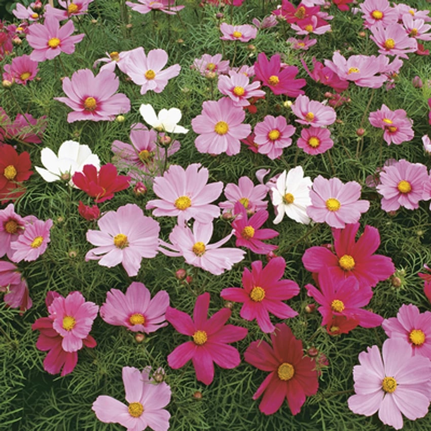 Crazy Mix Cosmos Flower Seeds for Planting – Heirloom, Non-GMO, High Germination Garden Seeds