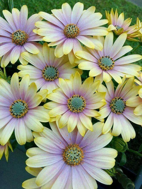 Osteospermum Flower Seeds for Planting – Multi-Color, Garden Favorite, Heirloom, Non-GMO