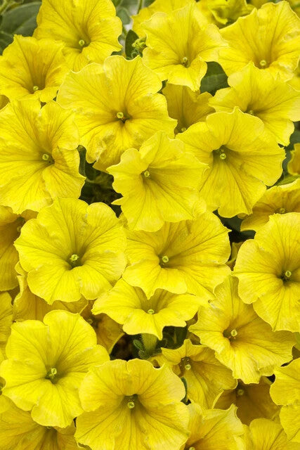 Yellow Petunia Flower Seeds for Planting – Heirloom Non-GMO, High Germination Organic Garden Seeds