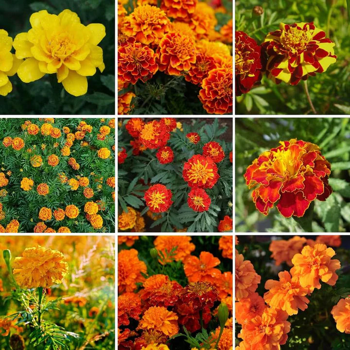 Mixed Marigold Flower Seeds for Planting – Heirloom, Non-GMO, Easy-to-Grow Garden Bloom Seeds for Vibrant Flowers