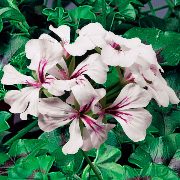 White Mix Pelargonium Peltatum Flower Seeds for Planting – Heirloom, Non-GMO, High Germination Garden Seeds