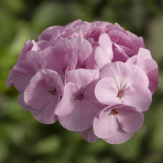 Light Pink Pelargonium Flower Seeds for Planting – Heirloom, Non-GMO, High Germination Blooms