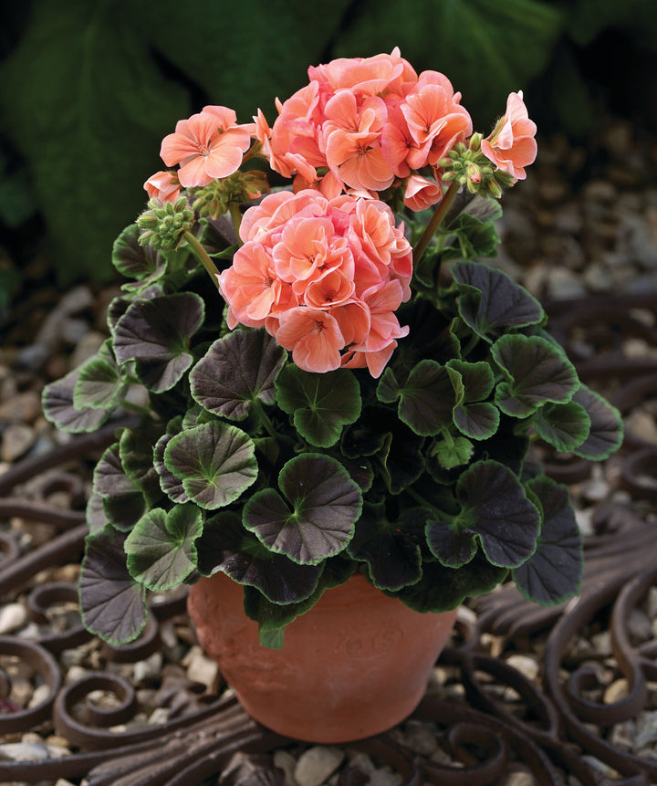 Biosnyg Geranium Flower Garden Seeds Salmon – Long Bloom Season, Heirloom, Non-GMO, High Germination Organic Garden Seeds