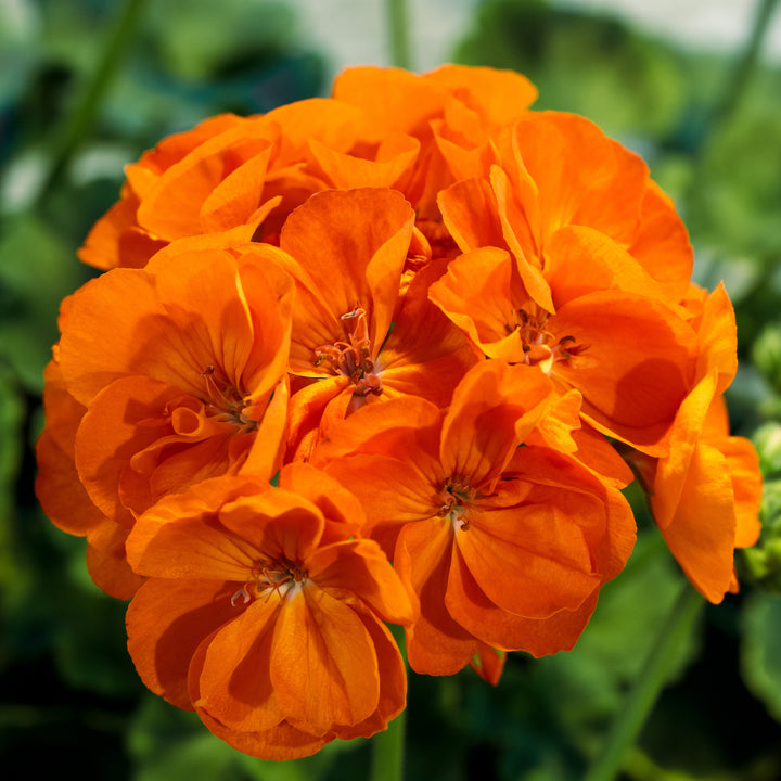 Geraniums Orange Flower Seeds for Planting – Heirloom Non-GMO, High Germination Organic Garden Seeds