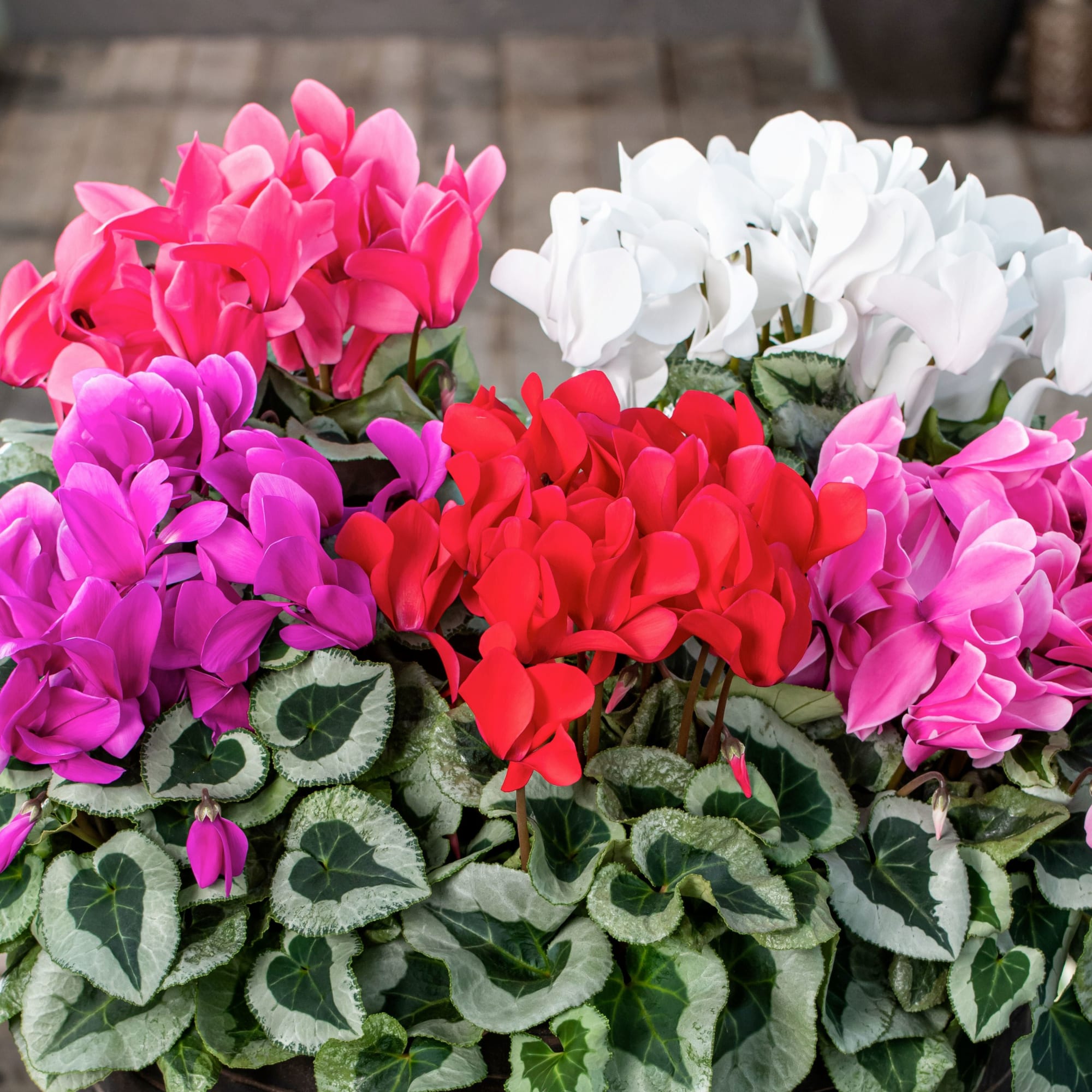Mixed Color Cyclamen Seeds – Fragrant Heirloom Non-GMO Flowers for Gar ...