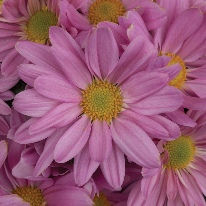 Pink Spoon Mum Flower Seeds for Planting – Heirloom Non-GMO, High Germination Organic Garden Seeds