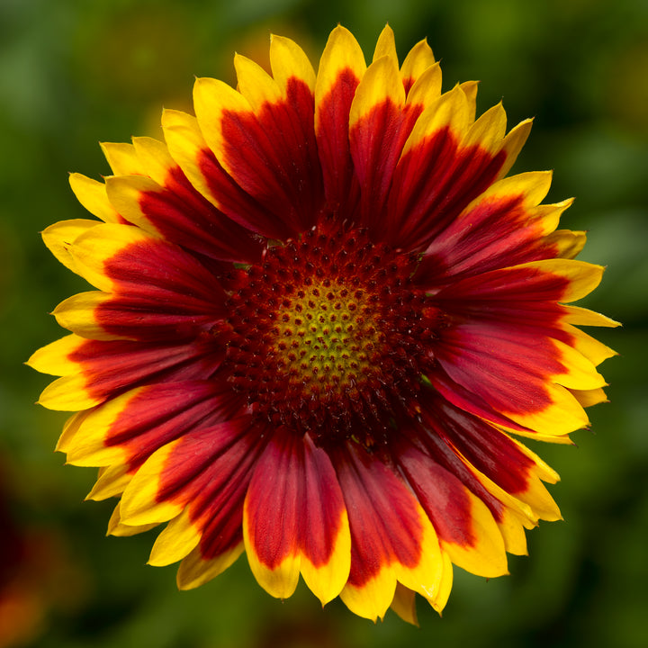Yellow Red Aristata Flower Seeds for Planting – Heirloom Non-GMO, High Germination Organic Garden Seeds