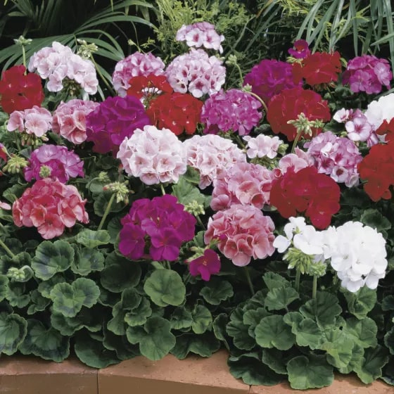 Mixed Geranium Flower seeds for Planting - Premium Quality, Heirloom & GMO Free Seeds for Home Garden, High Germination Organic Garden Seeds