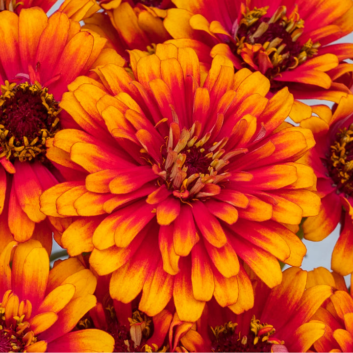 Zowie Flower Seeds for Planting – Heirloom Non-GMO Seeds, High Germination Organic Garden Seeds