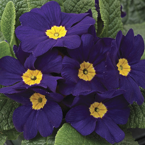 Flower Seeds, Seeds,Seeds For Planting,Plant Seeds