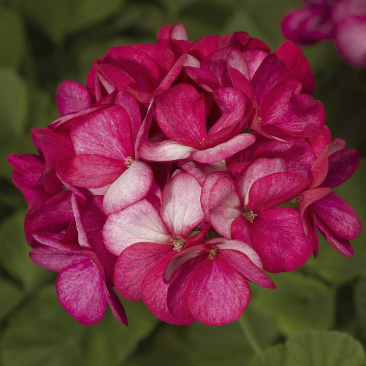 Maverick Scarlet Flower Seeds for Planting – Heirloom Non-GMO High Germination Organic Garden Seeds