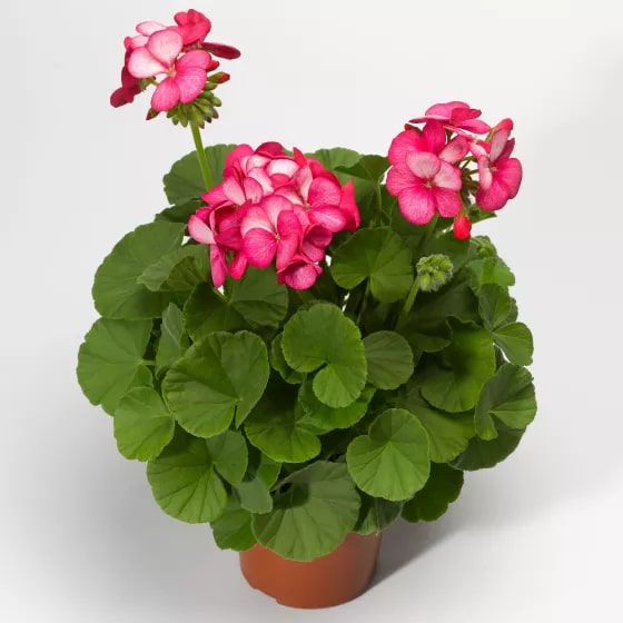 Maverick Scarlet Flower Seeds for Planting – Heirloom Non-GMO High Germination Organic Garden Seeds
