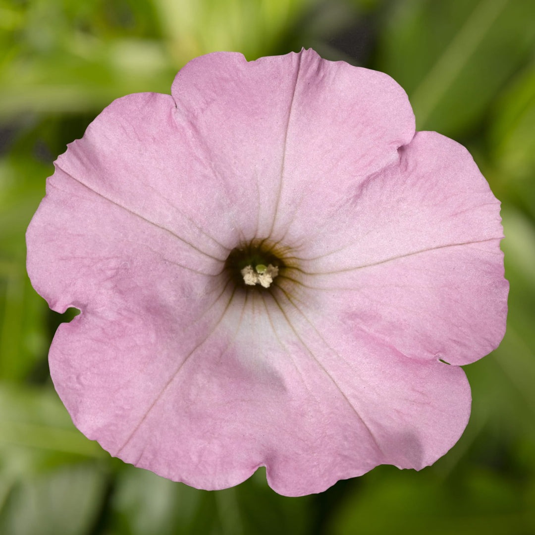 Light Pink Petunia Flower seeds for Planting - Vibrant Colors, Heirloom &amp; GMO Free Seeds for Home Garden Non-GMO High Germination