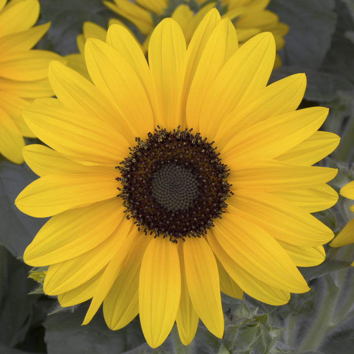 Dark Yellow Mini Sunflower Seeds for Planting – Premium Quality, Heirloom & Non-GMO Seeds for Home Garden