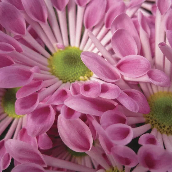 Pink Spoon Mum Flower Seeds for Planting – Heirloom Non-GMO, High Germination Organic Garden Seeds