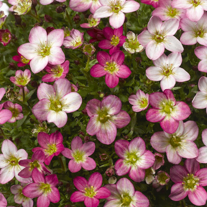 Heirloom Saxifrage Rose Seeds for Planting – Non-GMO, High Germination Organic Garden Seeds