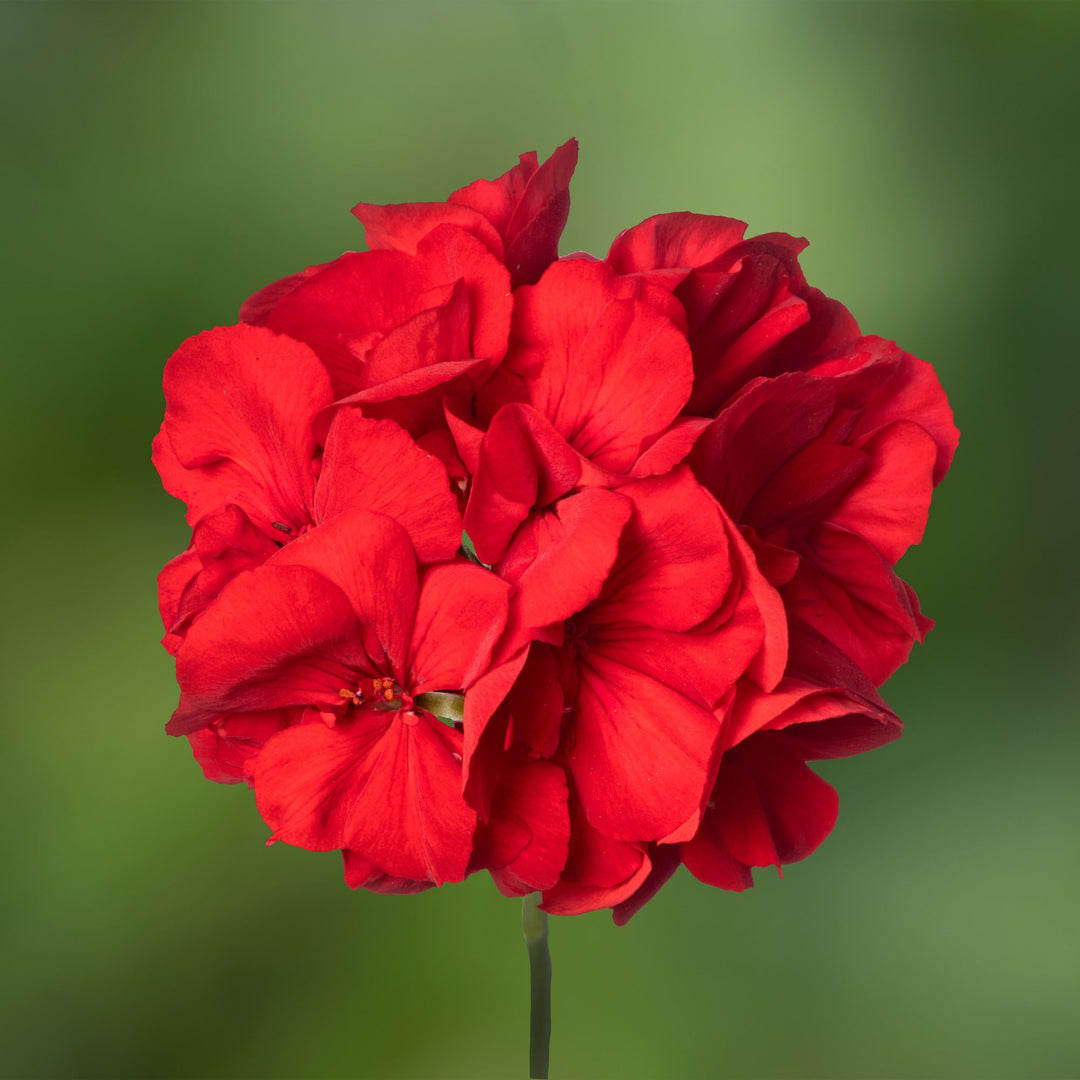 Red Geranium Pelargonium Flower Seeds for Planting – Long Bloom Season, Heirloom & Non-GMO High Germination Seeds