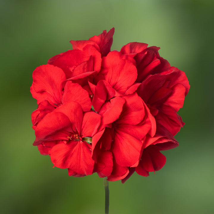 Red Geranium Pelargonium Flower Seeds for Planting – Long Bloom Season, Heirloom & Non-GMO High Germination Seeds