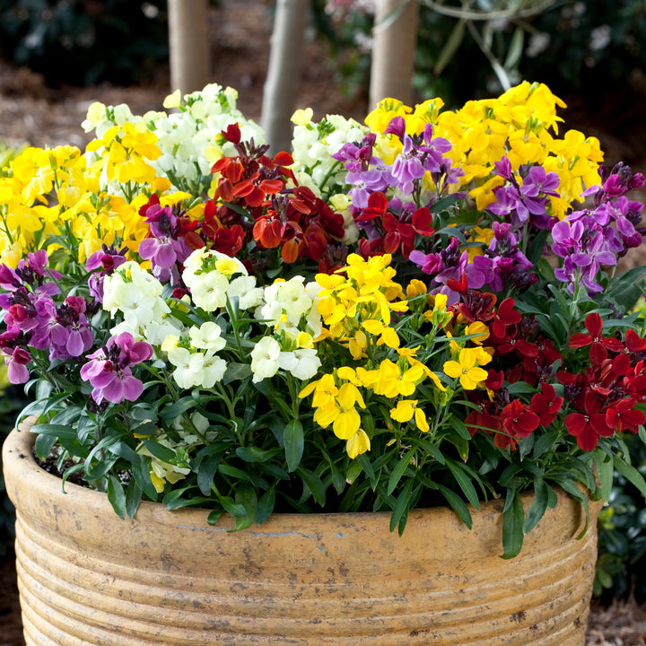 Mixed Cheiranthus Flower Seeds for Planting – Heirloom Non-GMO, High Germination Organic Garden Seeds