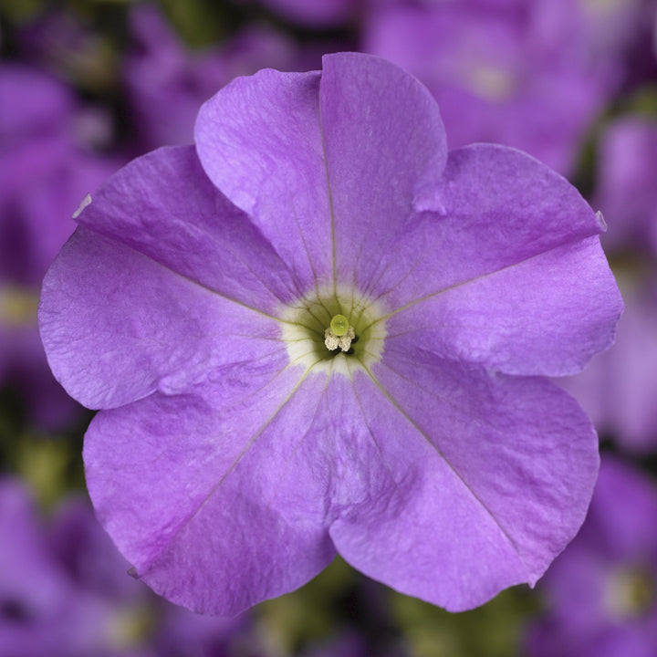 Lavender Petunia Flower Seeds for Planting – Long Bloom Season, Heirloom & Non-GMO Organic Garden Seeds